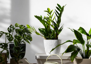 Can Artificial Plants Boost Indoor Air Quality?